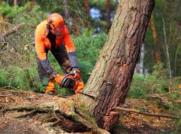 How Our Tree Care Process Works  in Bellevue, PA